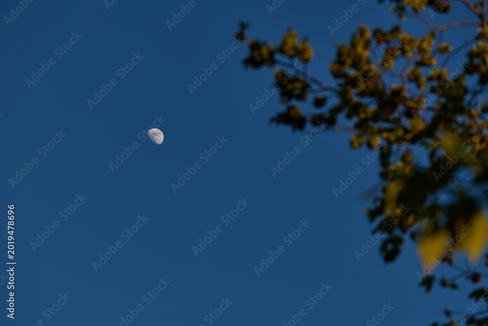 Fototapeta premium Waxing gibbous Moon with tree silhouettes on a daylight blue sky.