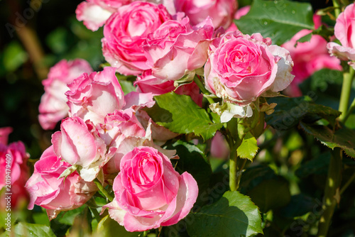 A bunch of pink roses are in a garden