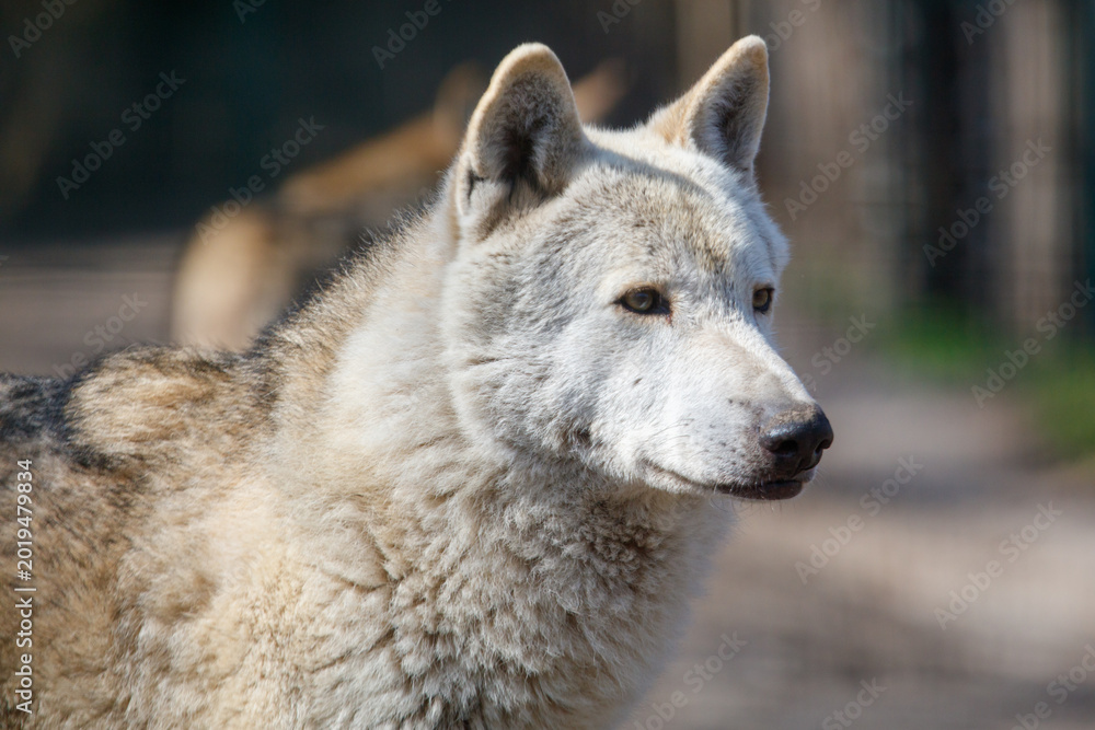 Obraz premium Close-up portrait of a wolf in daylight, focused expression, textured fur