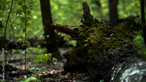 Old tree covered with moss deep inside the forest