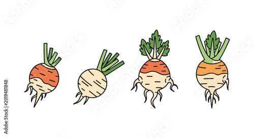 Celeriac Line art vector set abstract colorful shapes illustration