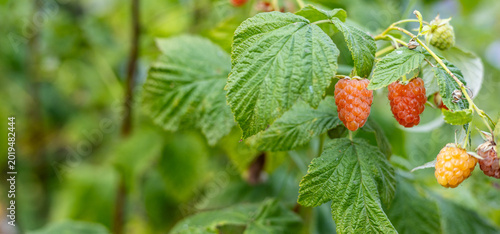 Schilderij op canvas Close-up of a raspberry plant with ripe and unripe berries