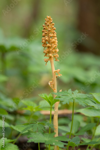 Fotografie Brown bird nest orchid Neottia nidus avis stands in dark green forest