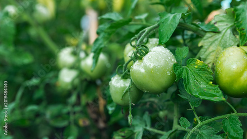 Canvas Print Green unripe tomato on a branch, natural homemade wholesome vegetables, vegan and vegetarian food, growing vegetables in the garden