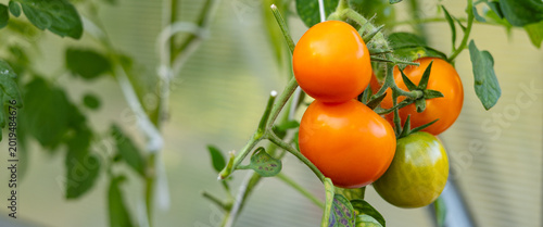 Slika na platnu Tomato plant with several red and orange tomatoes hanging from the branches