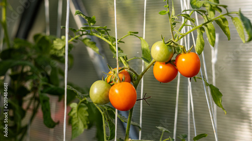 Vászonkép Tomato plant with several red and orange tomatoes hanging from the branches