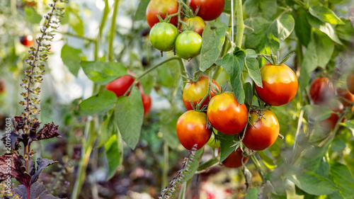 Foto Tomatoes grow on bushes