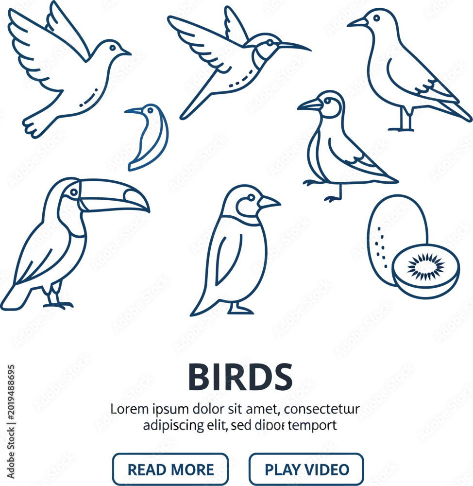 Fototapeta premium Birds collection features various avian species and a halved fruit represented in a clean line art style.