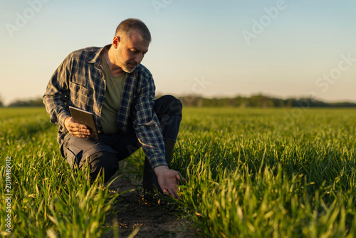 Vászonkép Male farmer with digital tablet kneeling in wheat field, touching crop shoots