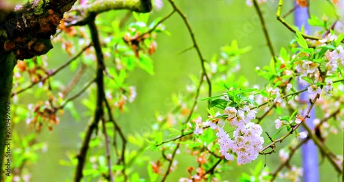 The magnificent spring scenery of plum blossoms with white branches and green leaves at Meifeng Farm in Nantou, Taiwan.