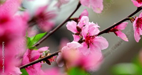 The magnificent spring scenery of plum blossoms with white branches and green leaves at Meifeng Farm in Nantou, Taiwan.