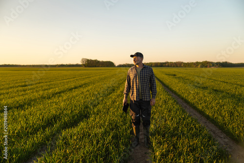 Fotografía Male farmer standing in green wheat field at golden hour, holding tablet