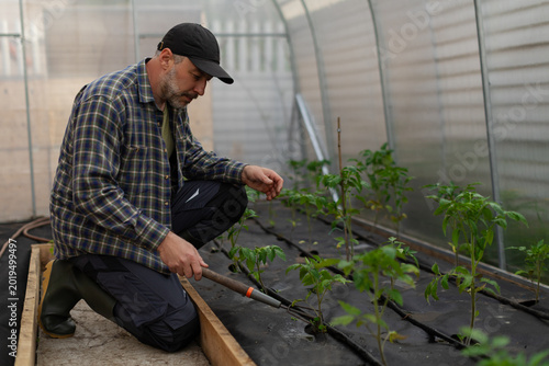 Konstfotografi Male farmer loosening soil around tomato plants inside greenhouse