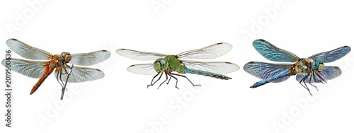 Tableau sur toile Mixed dragonflies in orange, green, and blue tones, hovering at varying angles t