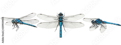 Quadro su tela Dynamic blue dragonfly trio captured from varied angles, revealing intricate win