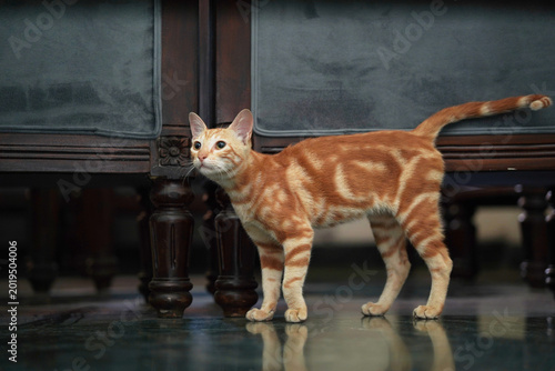 Orange tabby cat standing indoors with alert expression