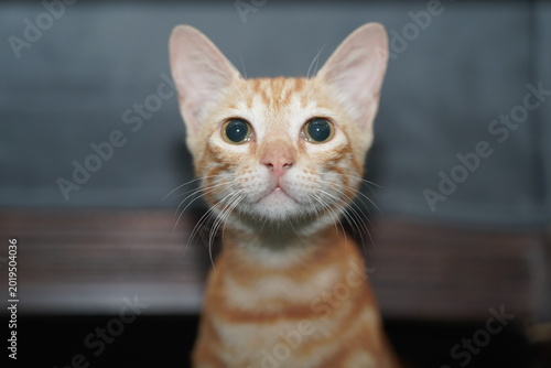Front portrait of orange tabby cat with large eyes