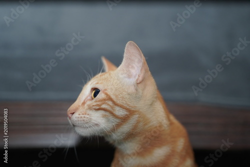 Orange tabby cat looking at camera indoors