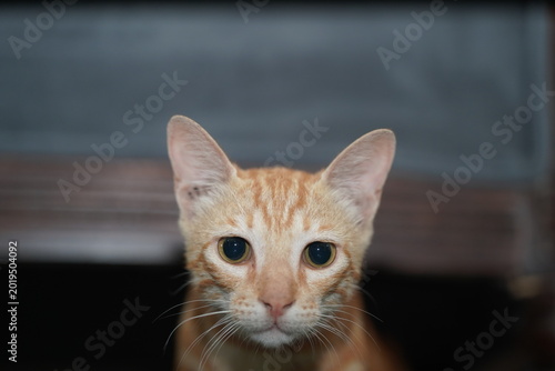 Close up of orange tabby cat face with whiskers