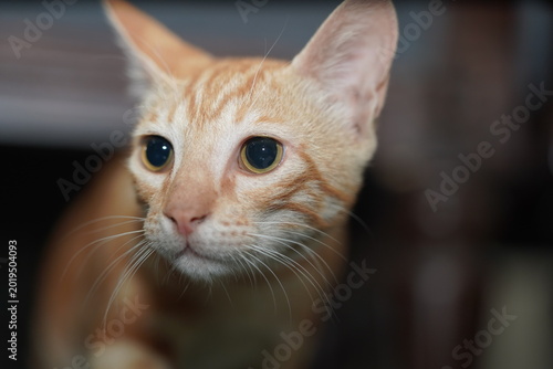 Orange tabby cat looking upward indoors