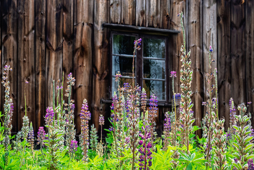 Tableau sur toile Flowering lupines in a garden by an old wooden croft