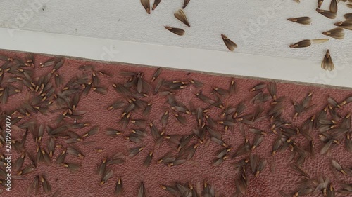 Mayflies dying after the night, hundreds of ephemeral insects covering the ground in their final agony beneath the cold light of dawn.