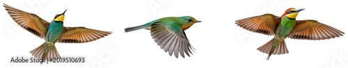 Photos Three European Bee-eaters in flight, isolated on transparent background