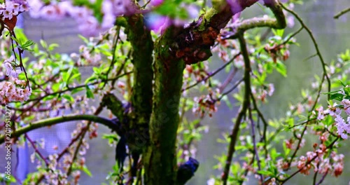 The magnificent spring scenery of plum blossoms with white branches and green leaves at Meifeng Farm in Nantou, Taiwan.
