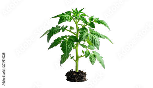 A young tomato plant with green leaves and exposed roots against a black background.