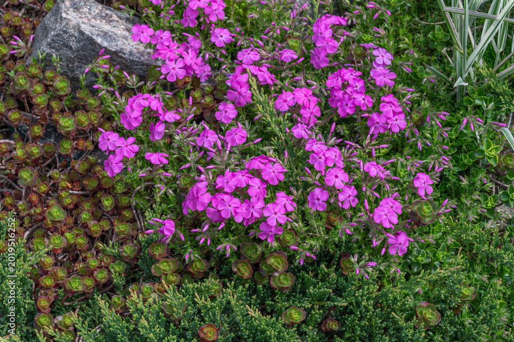Obraz premium Blooming pink phlox flowers among stones and succulent plants