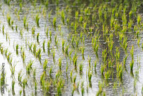 фотографія Young rice plants growing in flooded paddy field with water reflections and fres