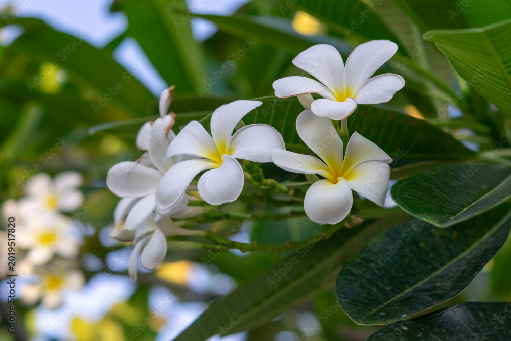 Fototapeta premium White plumeria flowers blooming with green tropical leaves and soft natural sunlight in garden environment