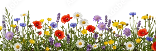 Obraz  z motywem Wildflower meadow border with poppies and daisies on transparent background