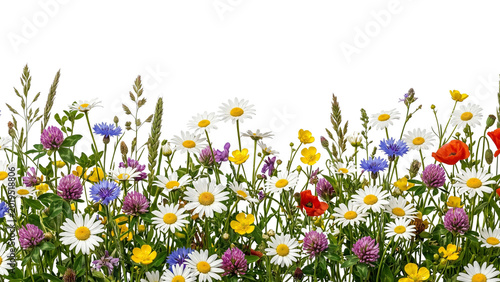 Φωτογραφία Wildflower meadow border with daisies and poppies on transparent background
