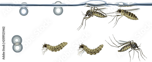 Canvastavla Mosquito aquatic growth stages diagram showing hatching eggs larva pupa and adul