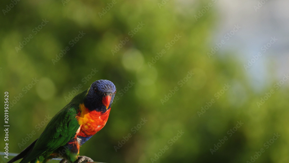 Obraz premium Vibrant Rainbow Lorikeet Perched Against a Blurred Green Background