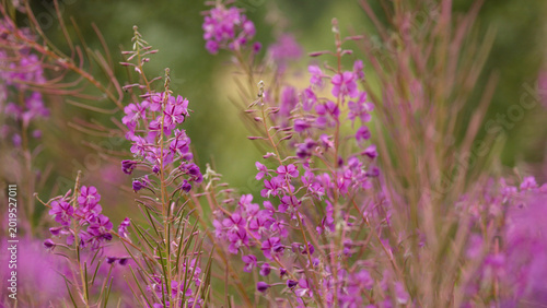 Close-up of Vibrant Pink Fireweed Blossoms in the Scottish Highlands