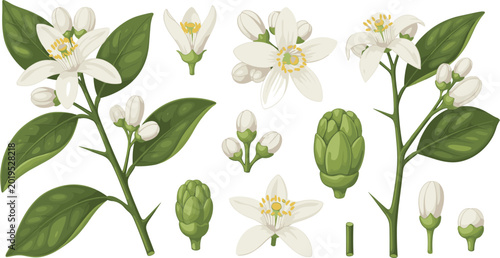 Fotografija Citrus orange blossom elements set with blooming white flowers green leaves buds