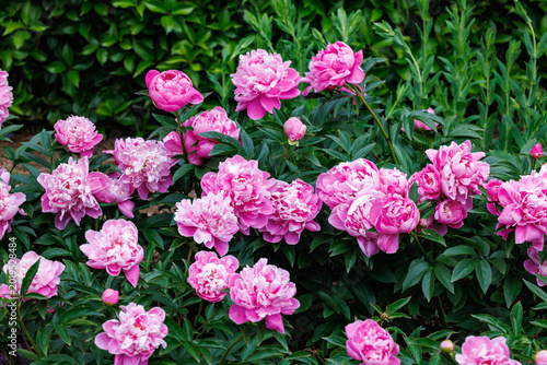 Beautiful and pretty pink peonies blooming in the garden.