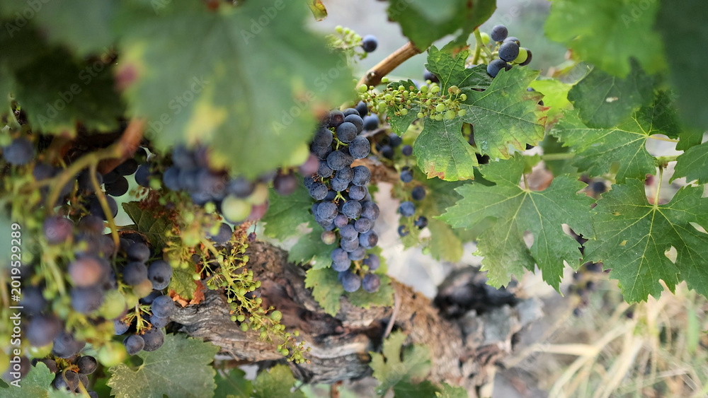 Fototapeta premium Close-up of Purple Grapes Ripening on the Vine in Saint Emilion Vineyard