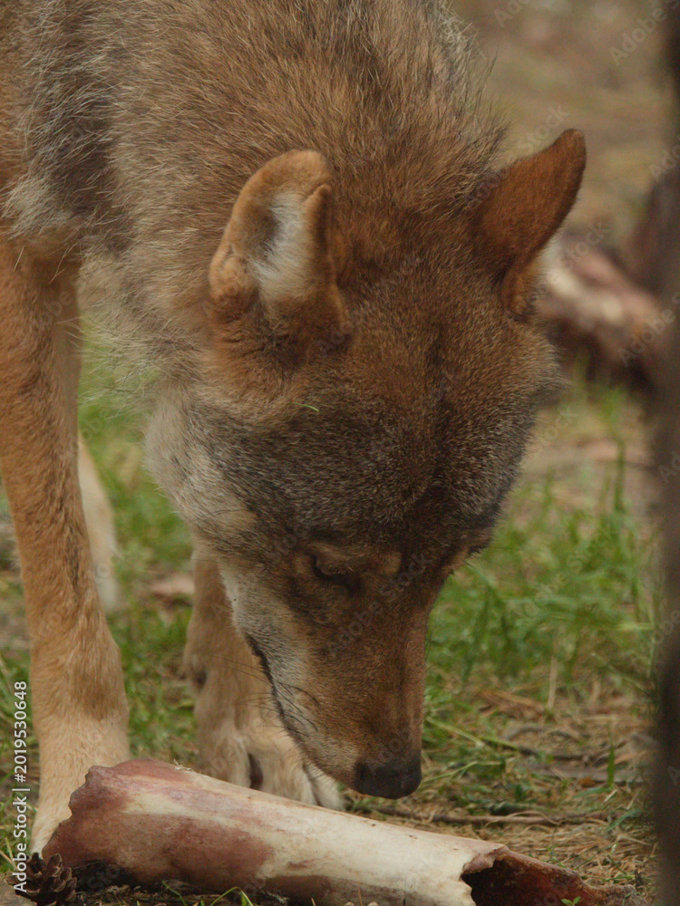 Obraz premium Close-up of a Wild Wolf Inspecting a Bone in the Forest
