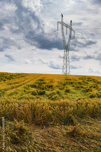 Quadro su tela crops in the field that have been flattened by strong winds or heavy rain