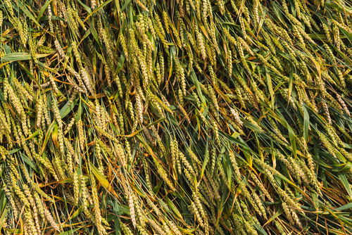 Photos crops in the field that have been flattened by strong winds or heavy rain
