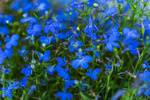 Detail of blue flower of Lobelia erinus