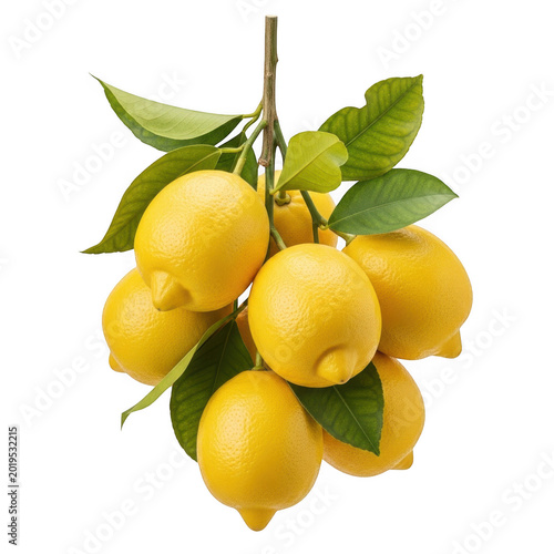 Fresh bunch of lemons hanging from a green stem with leaves