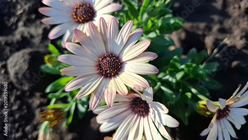 Tableau sur toile beautiful white daisies or adonis in a flowerbed