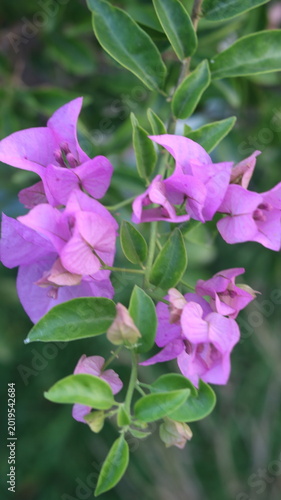 Beautiful Pink Petunia Flower Close-Up