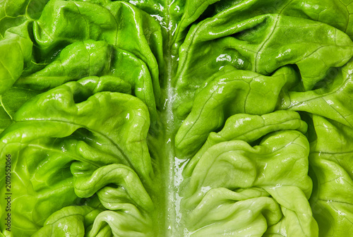 Fresh wet lettuce leaf, close-up