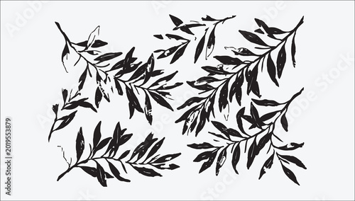 Elegant black and white botanical illustration of willow branches and leaves minimalist design
