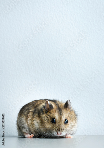 Dwarf hamster on gray background